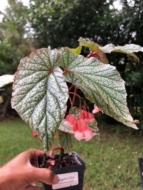 Propagate Angel Wing Begonia From Leaf - guides.octopussgardencafe.com