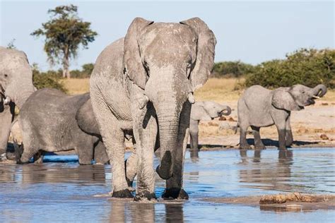 10 Best Botswana Safari Tours 2024/2025 - TourRadar