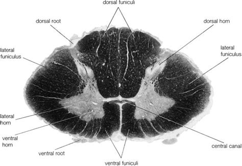 Ventral horn | anatomy | Britannica.com