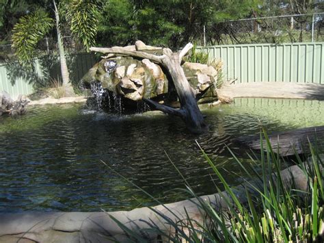 Freshwater Crocodile enclosure - ZooChat