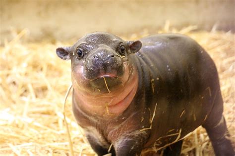 This Baby Pygmy Hippo Is The Cutest Thing On Planet Earth (No Arguing ...