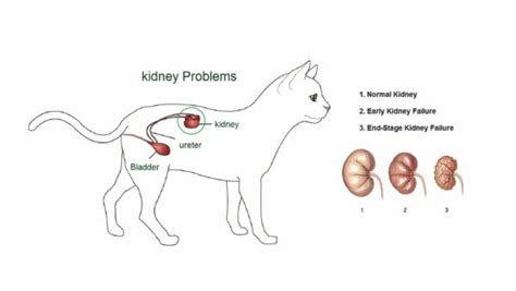 Kidney Disease in Cats | Symptoms & Treatments | Dr. Bill's Pet Nutrition