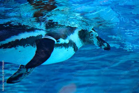 Penguin swimming Stock Photo | Adobe Stock