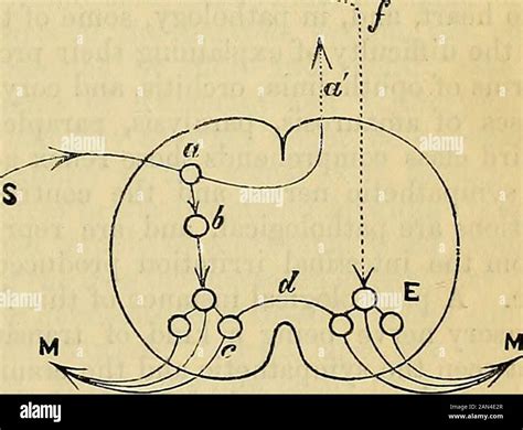 Afferent nerve hi-res stock photography and images - Alamy