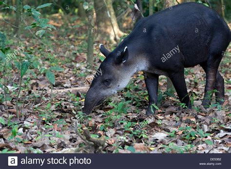 Costa rica tapir hi-res stock photography and images - Alamy