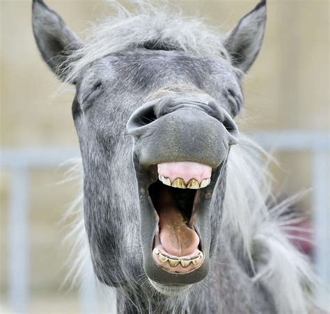 20 Horse Jokes To Make You Laugh