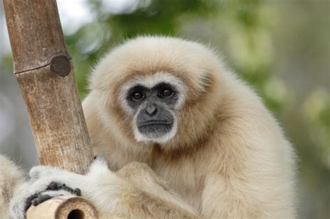 White-Handed Gibbon - Honolulu Zoo Society