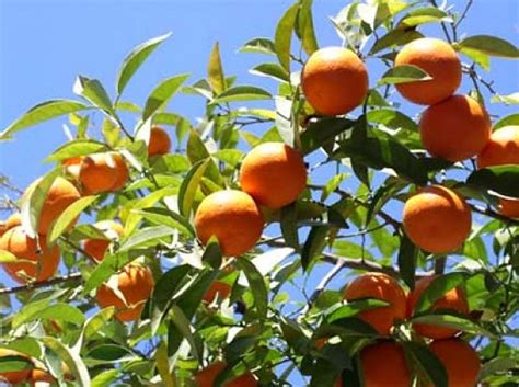 Orange fruit trees | Flickr - Photo Sharing!