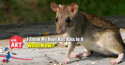 How to Eliminate Roof Rats in Attics and Crawlspaces | Rat Removal | Your Guide To Rat Control ...