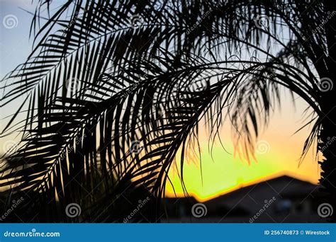 Branches of a Palm Tree at Sunset, a Closeup Shot Stock Image - Image of wallpaper, background ...