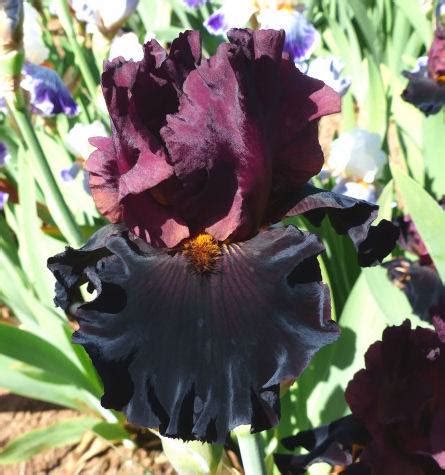 One Step Beyond – Superstition Iris