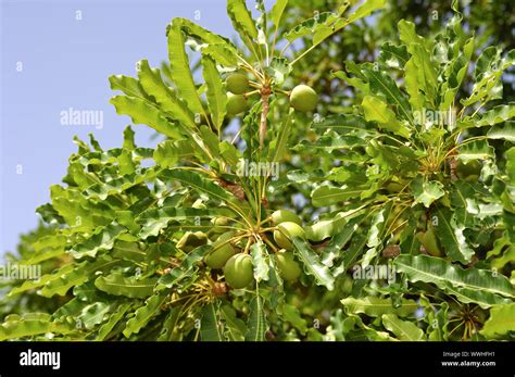 Fruits of the Karité tree / Shea butter tree Stock Photo - Alamy