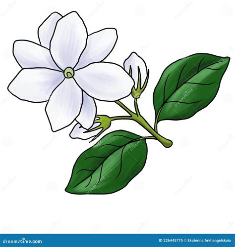 Flor De Desenho Da Jasmim Arábica Isolada Em Fundo Branco Ilustração Stock - Ilustração de ...