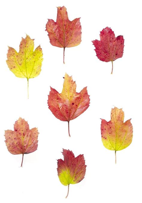 Viburnum autumn leaves of red-yellow color. Studio 4412647 Stock Photo ...