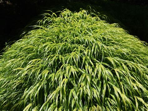 Growing Forest Grass: Tips On Caring For Japanese Forest Grasses