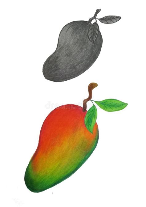 Shading Technique in Hand Drawing To Draw Mangoes Stock Illustration - Illustration of mangoes ...