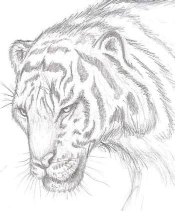 Image result for dibujos a lapiz | Animal sketches, Animal drawings, Art station