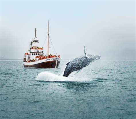 Húsavík Whale Watching Iceland - Original Whale Watching Tour in Iceland