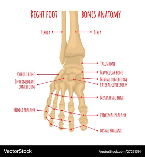 Right Foot Bones