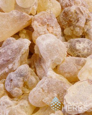 Frankincense Resin | Boswellia carterii | Boswellia sacra | Olibanum Tree | Hojari