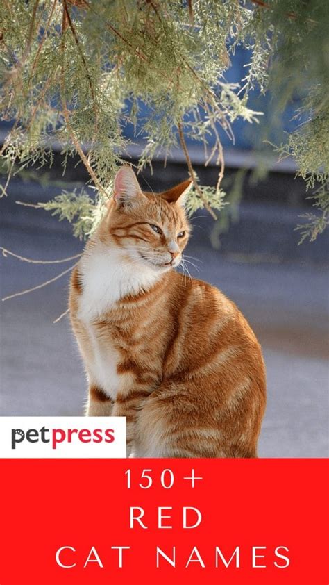 Red Cat Names - 154 Best Names for Orange or Red Cats - PetPress