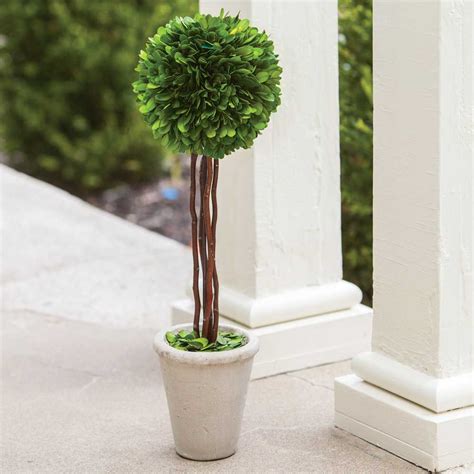 Preserved Boxwood Topiary, 20"