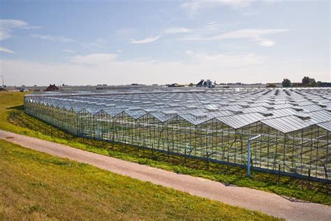 Greenhouse Agricultural Production Stock Photo - Image of facility, glasshouse: 180785752