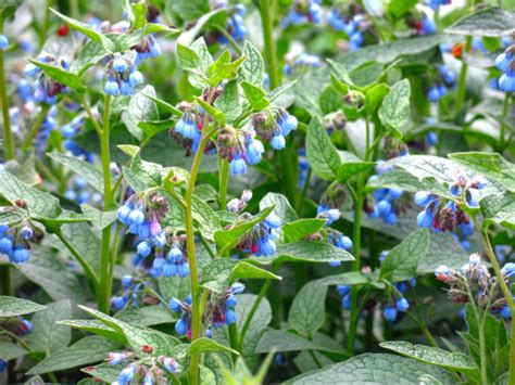 7 Reasons Every Gardener Should Grow Comfrey