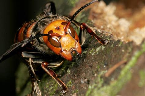 Avispón gigante asiático: ¿Están Costa Rica y sus abejas bajo peligro ...