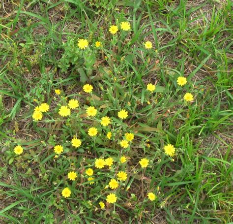 Yellow Flower Weed Identification