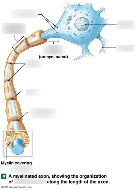 Myelinated Axon Diagram | Quizlet