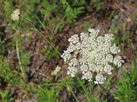 Queen Anne's-lace - Daucus Carota: Edible & Medicinal Uses of the ...