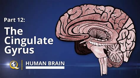 Cingulate Gyrus