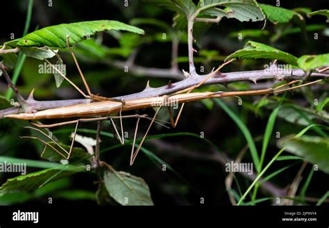 camouflage, branch, phasmatodea, bacillus rossius, camouflages, branchs Stock Photo - Alamy