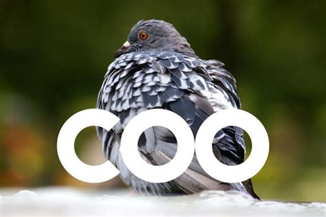 Why does a pigeon coo? - Pigeons Aren't Real