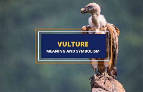 Vulture - Meaning and Symbolism - Symbol Sage