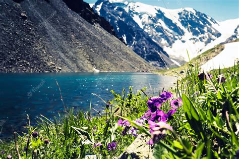 Premium Photo | Beautiful flowers on the background of a mountain lake and snowy peaks in the ...