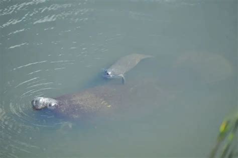 Amazonian Manatee - Facts, Diet, Habitat & Pictures on Animalia.bio