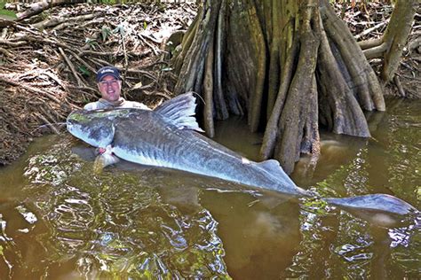 Top 5 Giant Catfish That Don't Quit