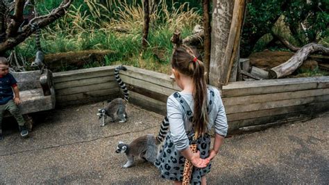 10 reasons to visit ZSL London Zoo | London zoo, Visit london, Zoo