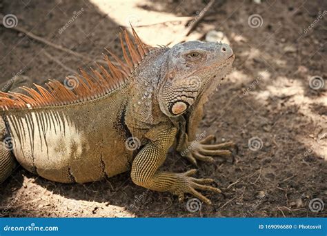 Stunning Nature Of Honduras. Tropical Reptile. Lizard Iguana In ...