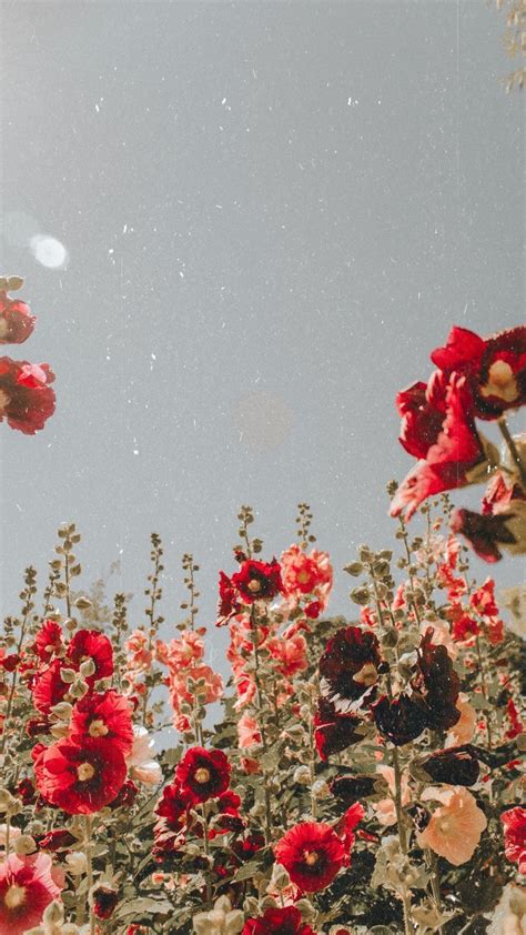 √ Aesthetic Red Flowers