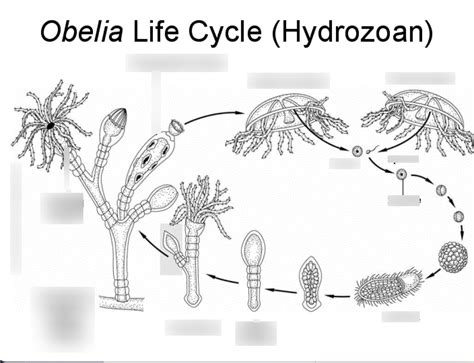 Hydra (Hydrozoa) Life Cycle (By: Alex Rose) Diagram | Quizlet