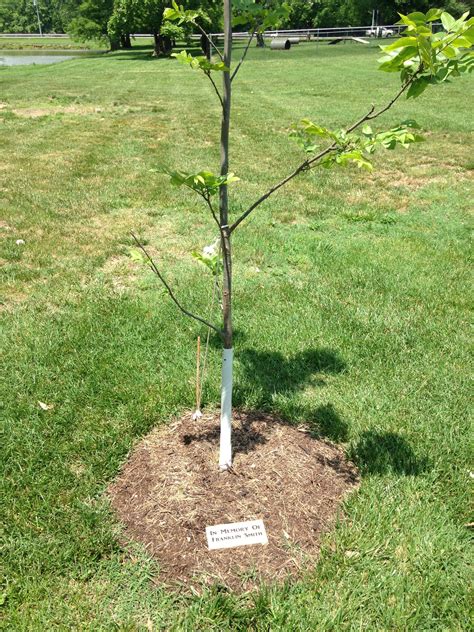 Memorial Tree Program – The City of Carlyle, Illinois | Carlyle Lake, Illinois