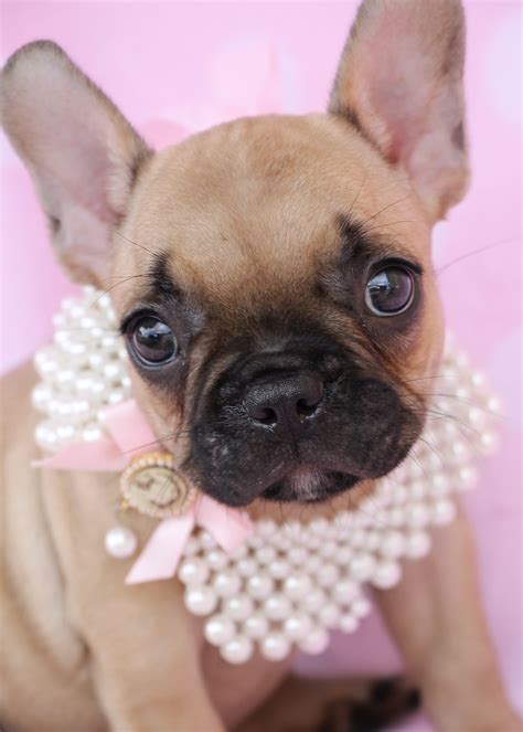 French Bulldog Frenchie Puppies at TeaCups | Teacups, Puppies & Boutique