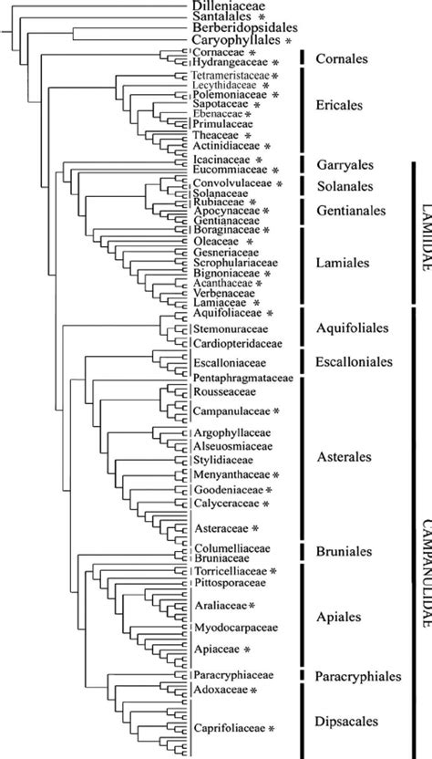 Phylogeny of asterids excerpted from the 17-gene analysis of... | Download Scientific Diagram