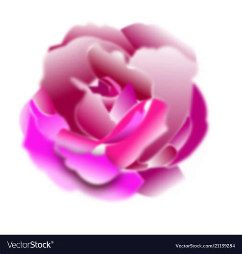 Pink rose Royalty Free Vector Image - VectorStock