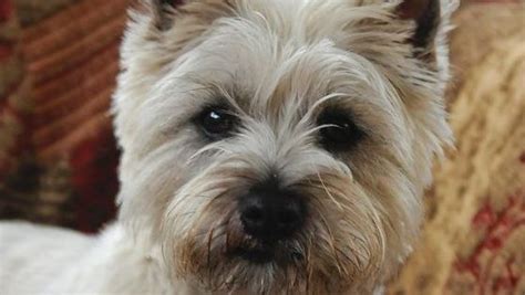 12 Best Cairn Terrier Haircuts for Dog Lovers – Page 2 – The Paws ...