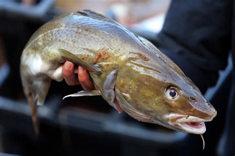 Atlantic cod, like this one caught near Gloucester, Mass., used to be ...