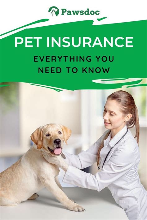 Pet Health Insurance For Cats | Pets Animals US